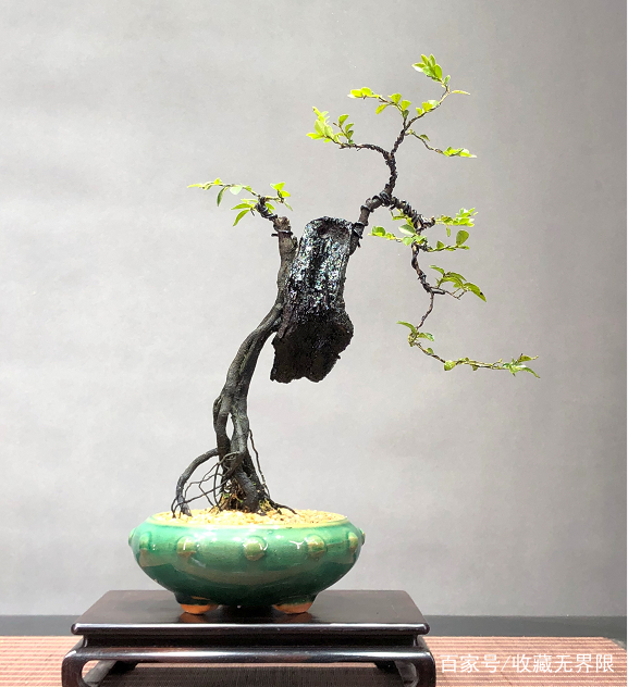 啄木鸟 西尔维娅的 中文常称为大斑啄木鸟