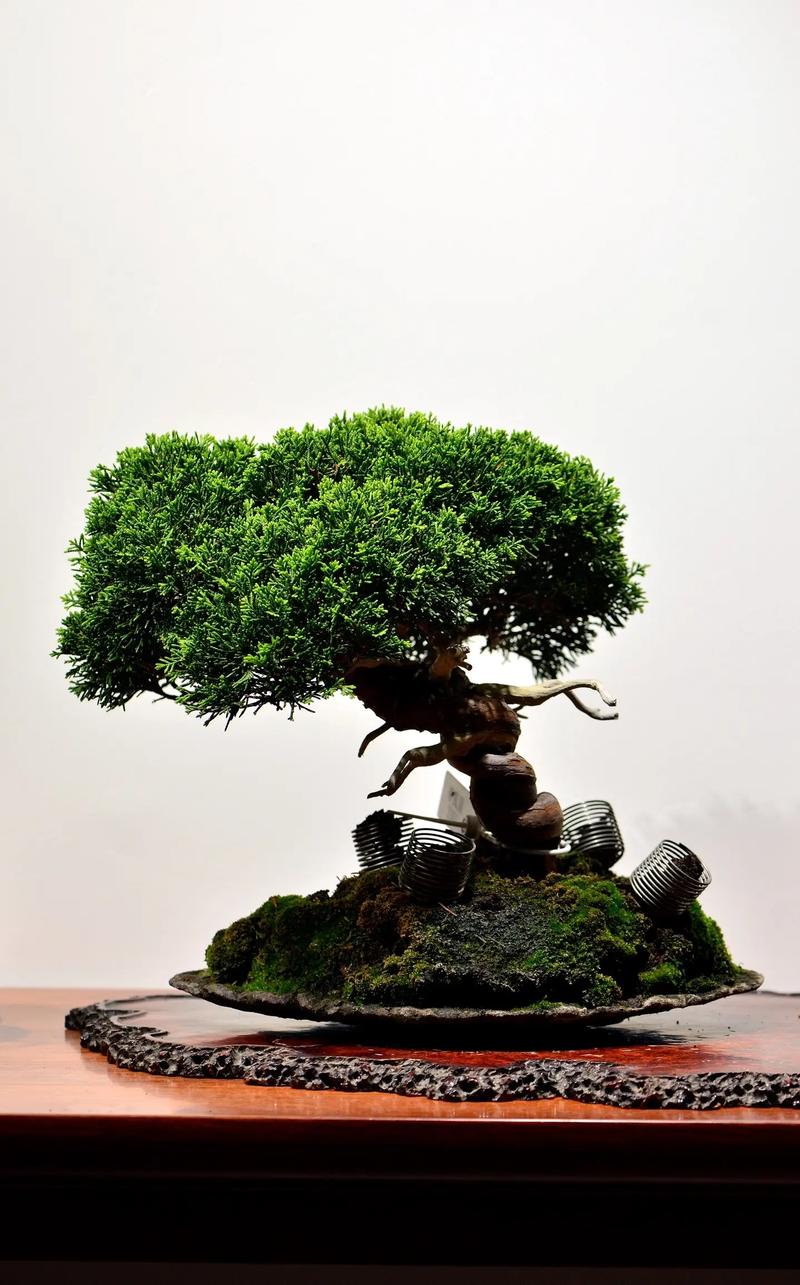 啄木鸟酒店实习生