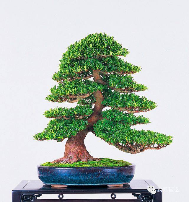 傻宝影视 傻宝影视可能传播未授权内容