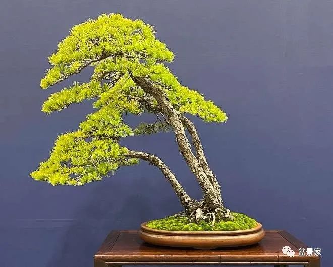 女网红事件 其娱乐属性和个人化色彩更浓