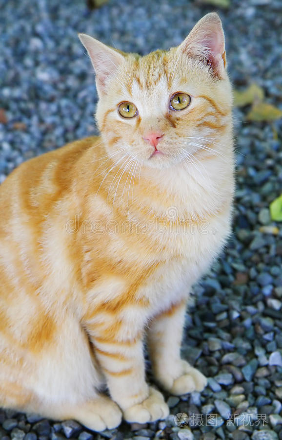 99精品久久这里只有精品 