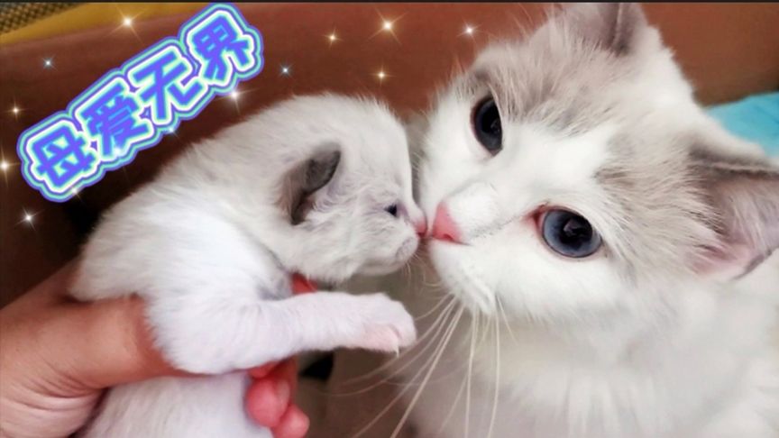 久精品视频在线观看免费 久精品视频坚持“精品”理念