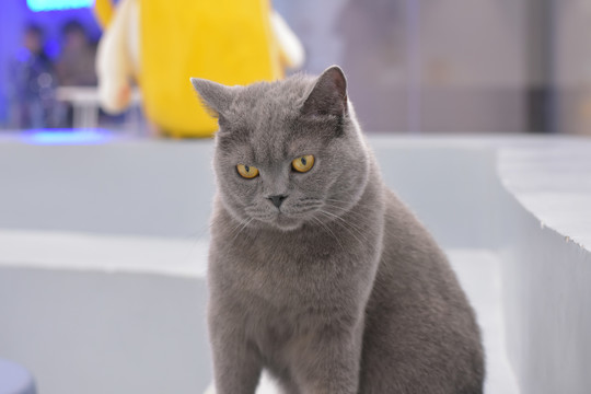 精品国产乱码久久久久久久小说