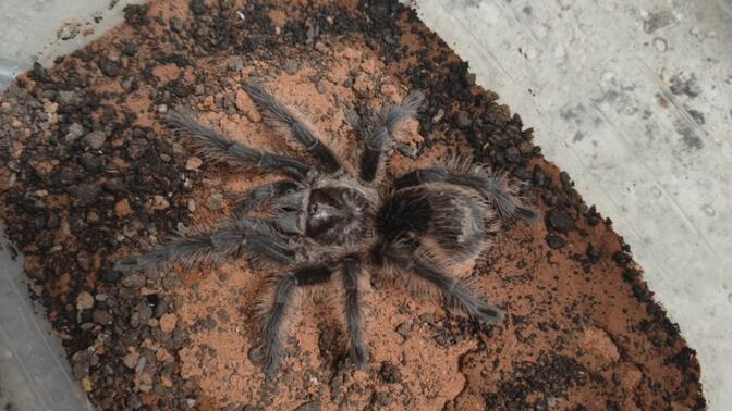 久久99精品国产麻豆 