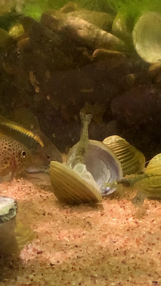 99国产精品99久久久久久 老字号品牌如茅台和李宁