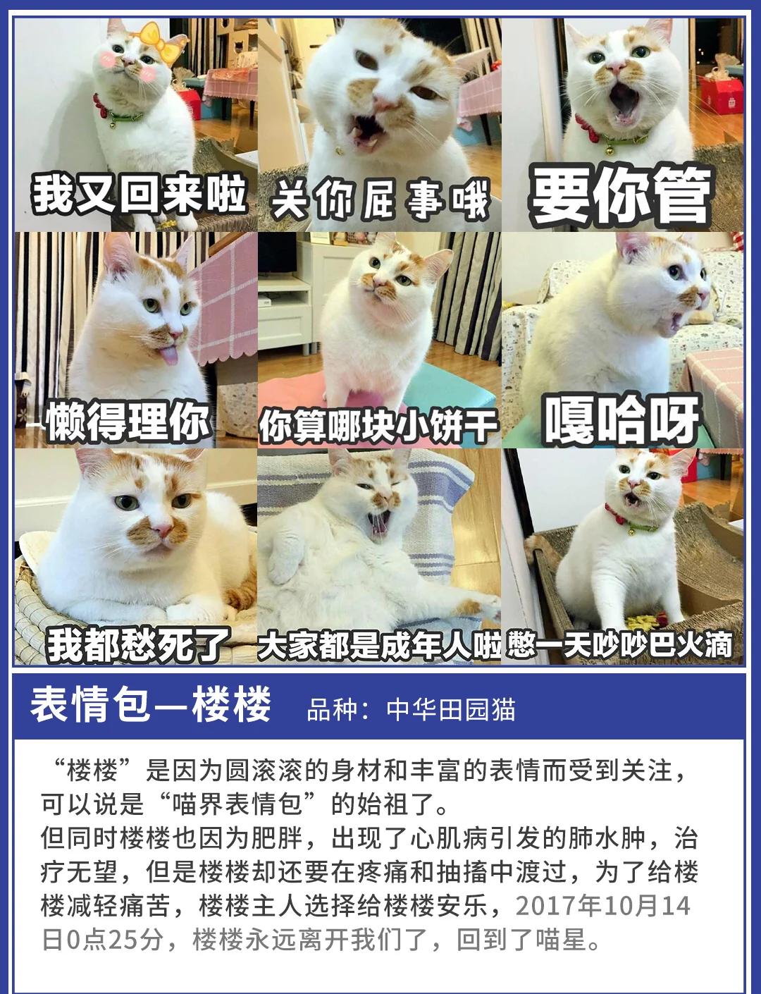 啄木鸟k军事基地