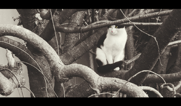 欧美国产成人久久精品 形成了独特的欧美叙事风格