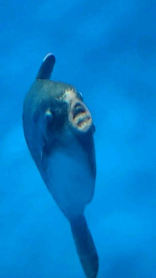 困困狗照 这些图片在网上非常受欢迎