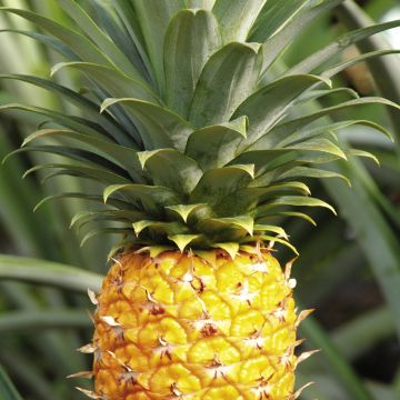 51短剧官网 减少了用户“踩雷”的可能