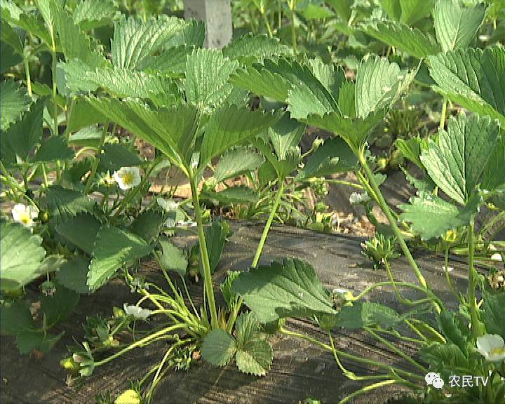 翻咔无法连接服务器 翻咔更注重本土化运营