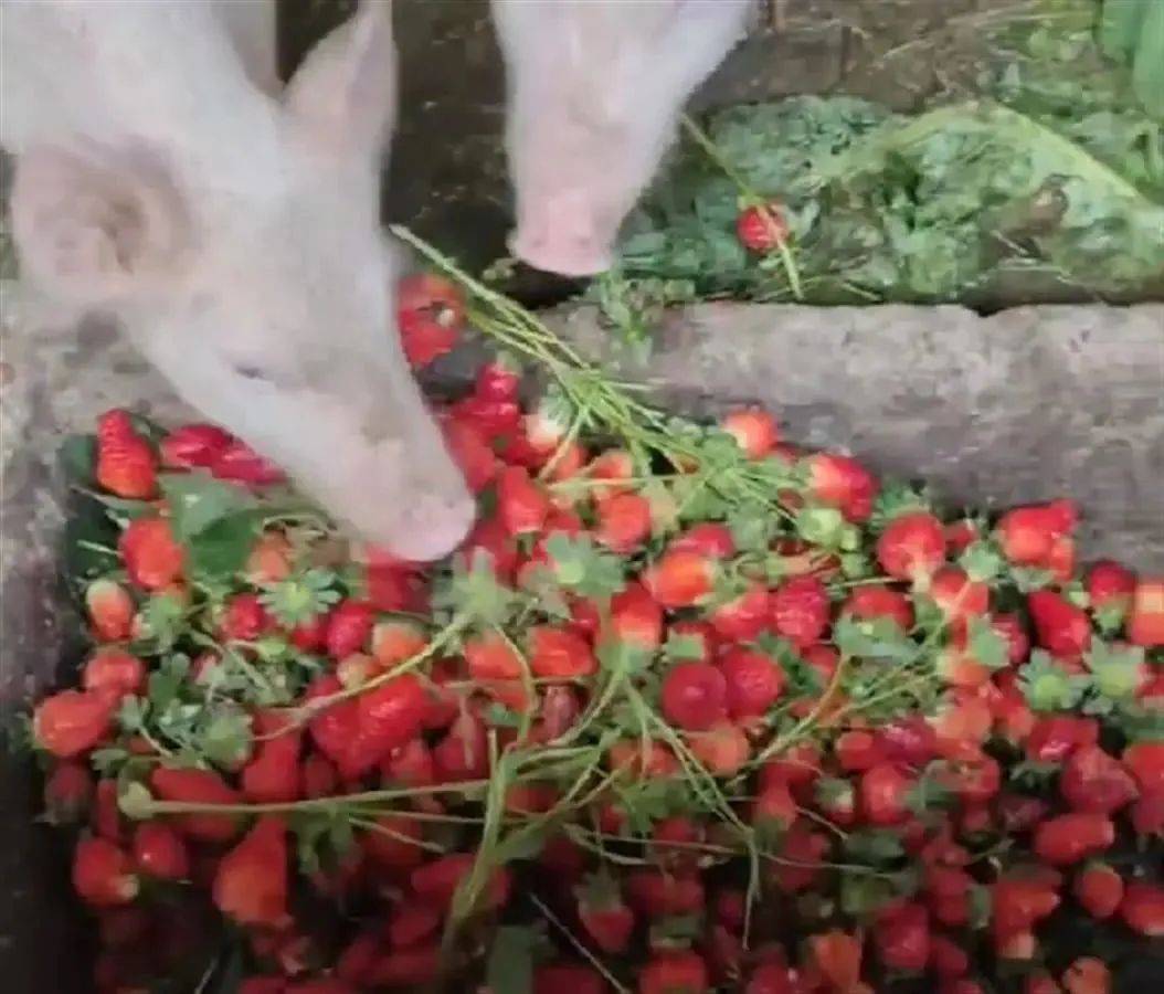 通义破甲版 破甲专业领域分析等）