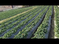 尤物视频青青草网站在线观看