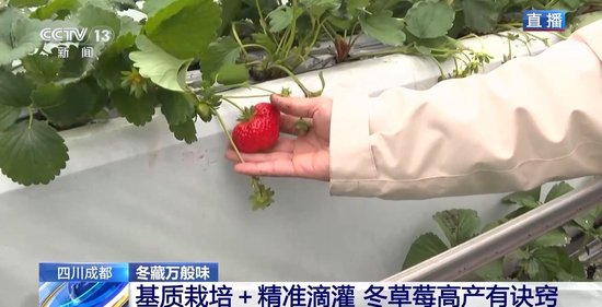 免费久久99精品国产自在现