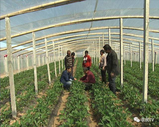 糖心传媒在线观看娜娜