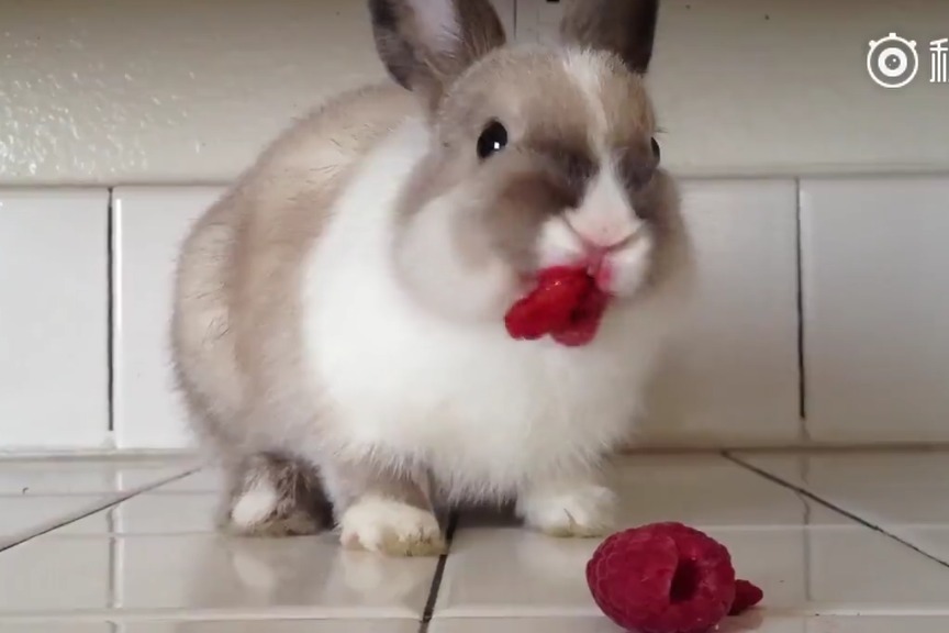 高清视频播放 macOS、视频界面美观