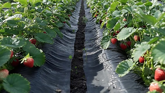 爱情岛51 会不断有新岛民加入