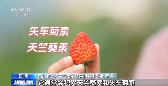 同人动漫瓦罗兰特