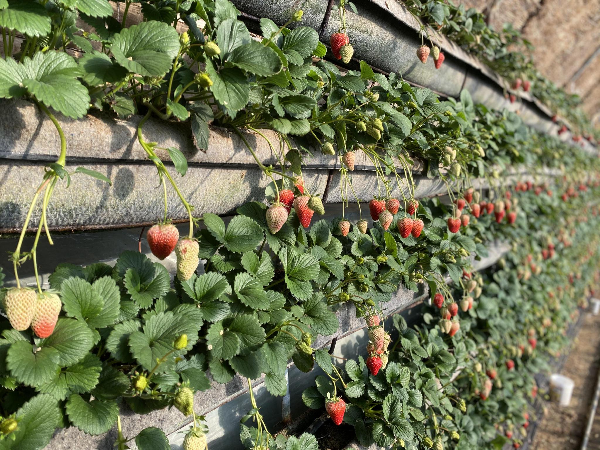 同人动漫瓦罗兰特 动画师和写手进行二次创作