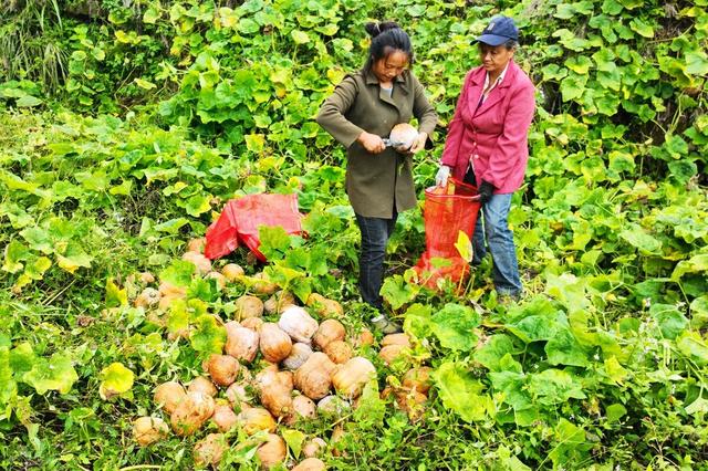 水卜樱视频观看