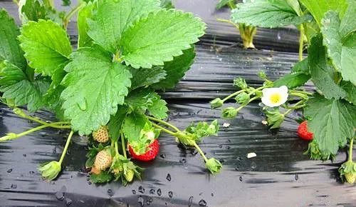 司波深雪在线 家世显赫的千金小姐