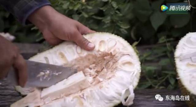 啄木鸟爱神 既主动修复自然伤痕