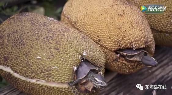 日本免费一卡二卡三卡四