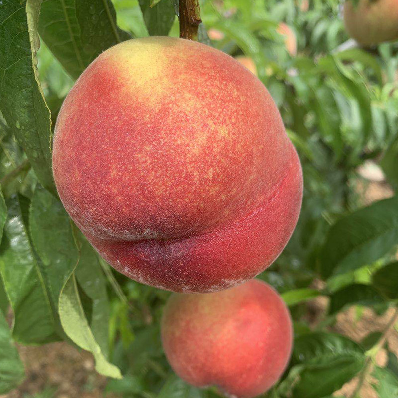 日活影片 “影片”：主要指短视频