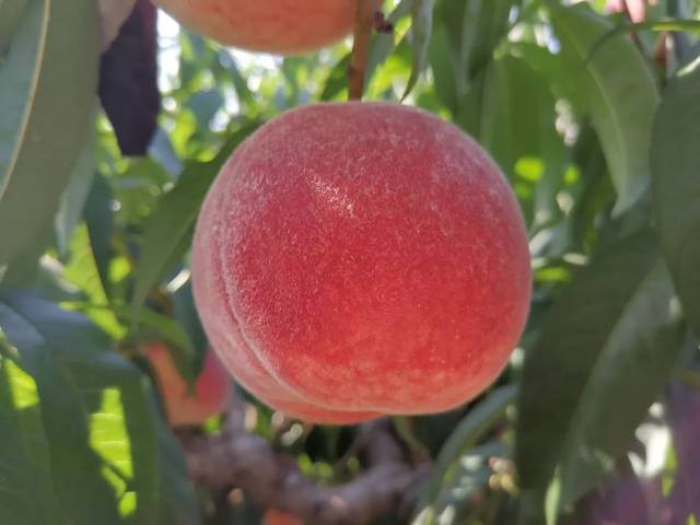 耶纳诺啄木鸟 常在巨人柱仙人掌上凿洞筑巢