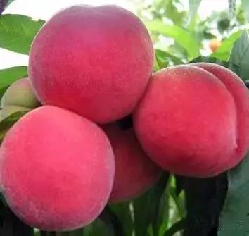 哎呦视频在线播放WWW手机版