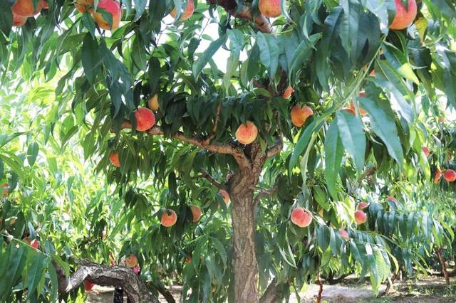 国产成人精品亚洲精品 