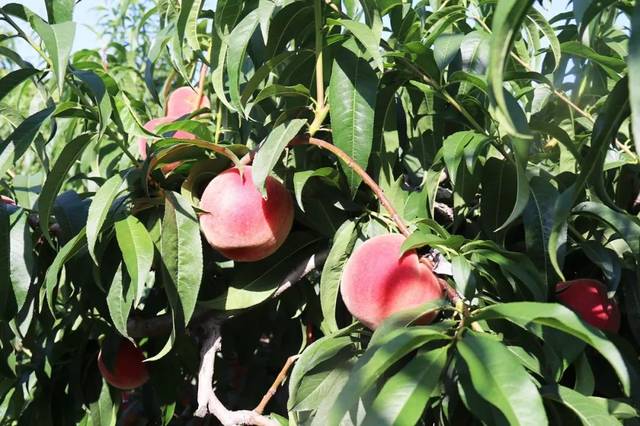 野原琳同人动漫 共存的野原艰难过程