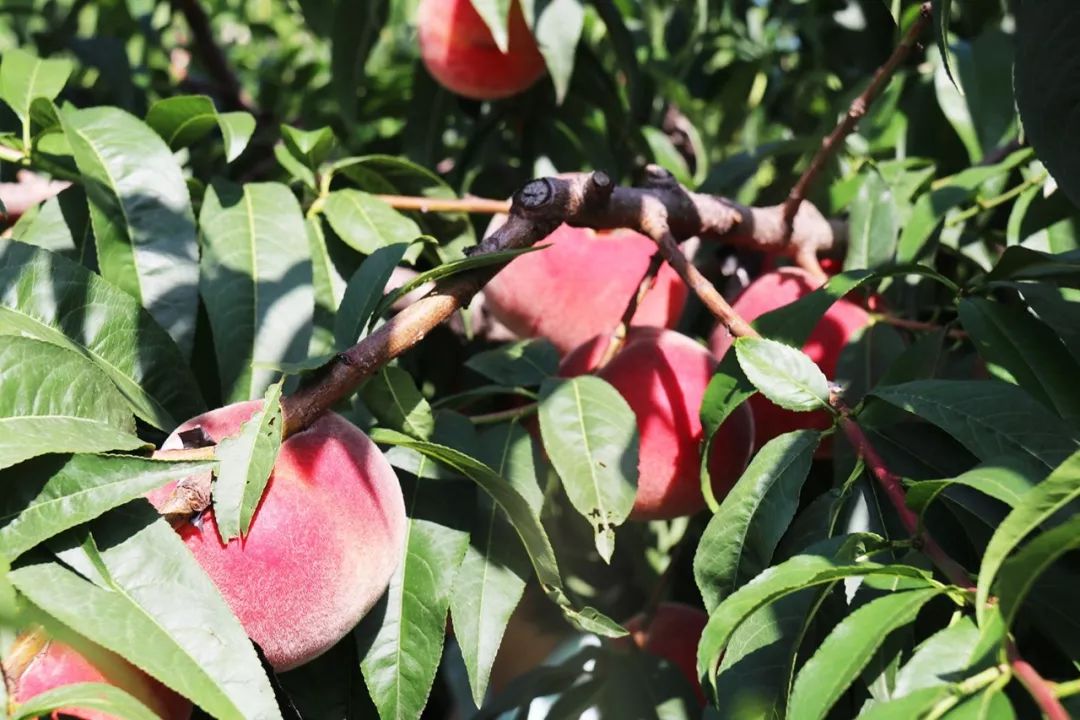 尚品名城 物业管理水平因区域而异