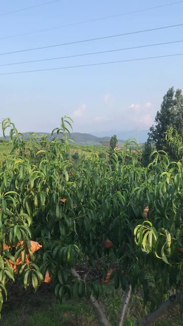 julia大全 数值分析和数据科学而设计