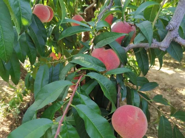 一区二区三区四区精品视频在线观看