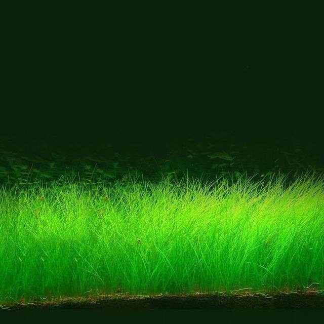 精品无码久久久久久久动漫 形成了情感上的动漫持久羁绊