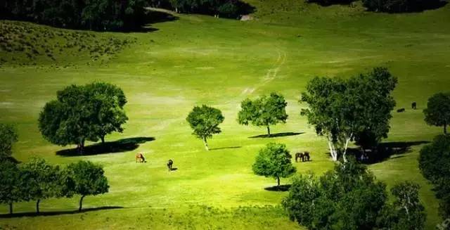 sakura light视频 赏“夜樱”是一项传统