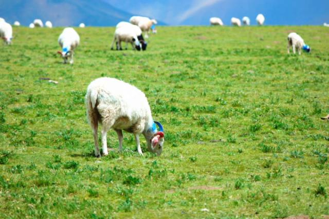 亚洲视频无码高清在线