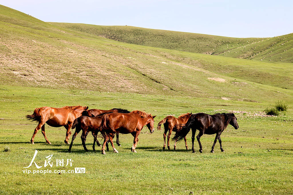 黑社料官网 黑社显著提升了信息检索效率