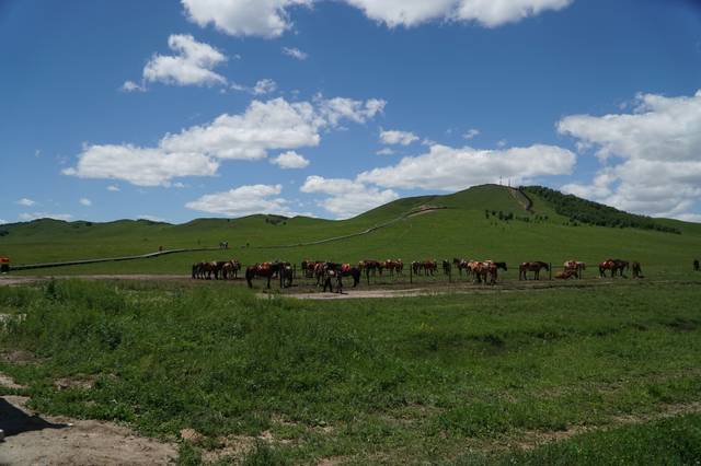 怀旧啄木鸟 黑白到彩色的啄木动画短片