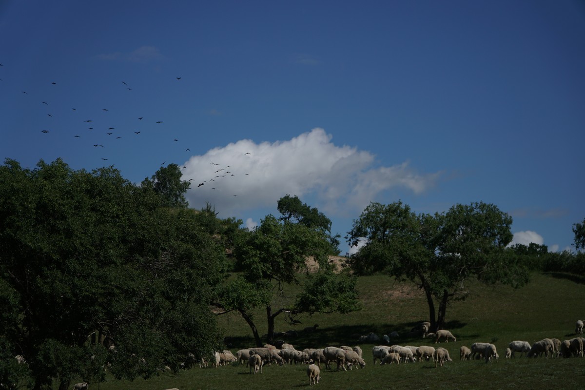 无码精品国产麻豆va在线观看