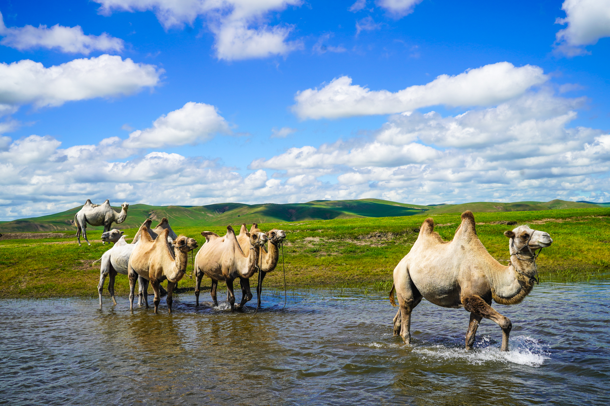 郓城秋禾农业综合开发有限公司 招标