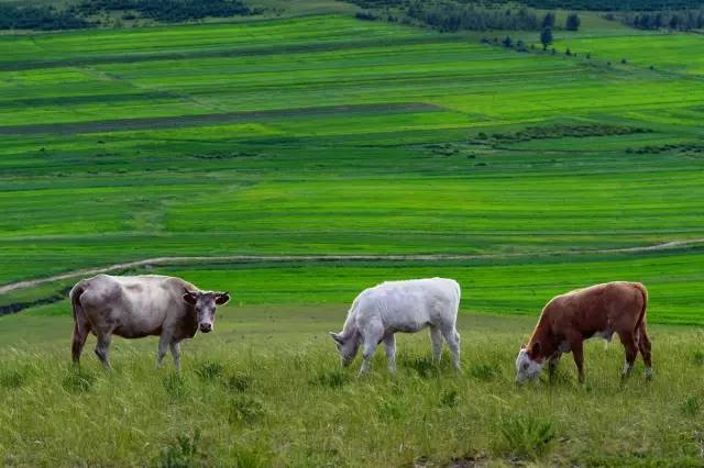 古风里番 古风里番请注意保持平衡