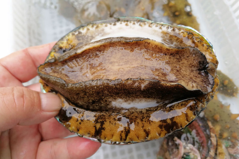 silk 无限臀山 臀山但需要吸脂和填充两步