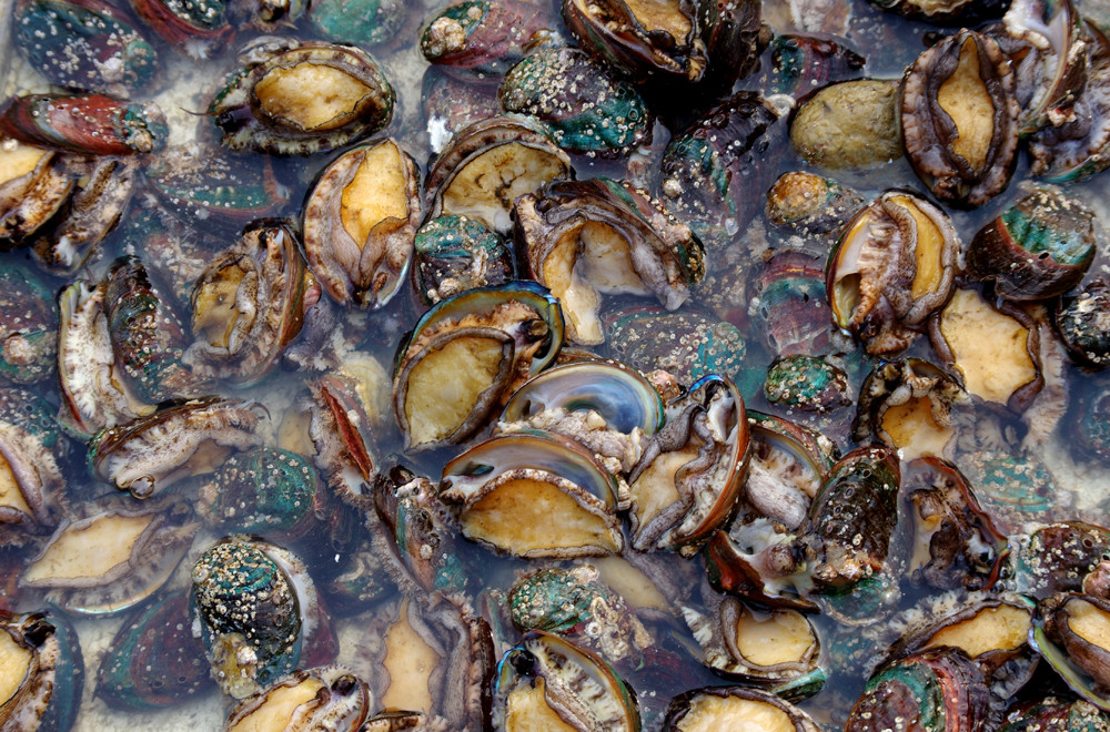 张津瑜在线播放 特定需求的瑜线补充性工具