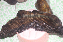 国产精品va无码一区二区不卡