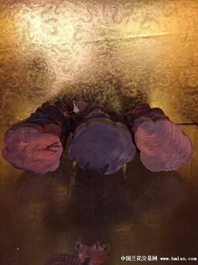 久久这里只有精品99产精品